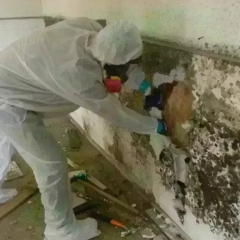 Mold Remediation and Removal in West Tisbury, MA